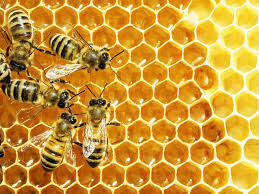 Mật Ong Hoa Tràm Thiên Di Bee 650ml