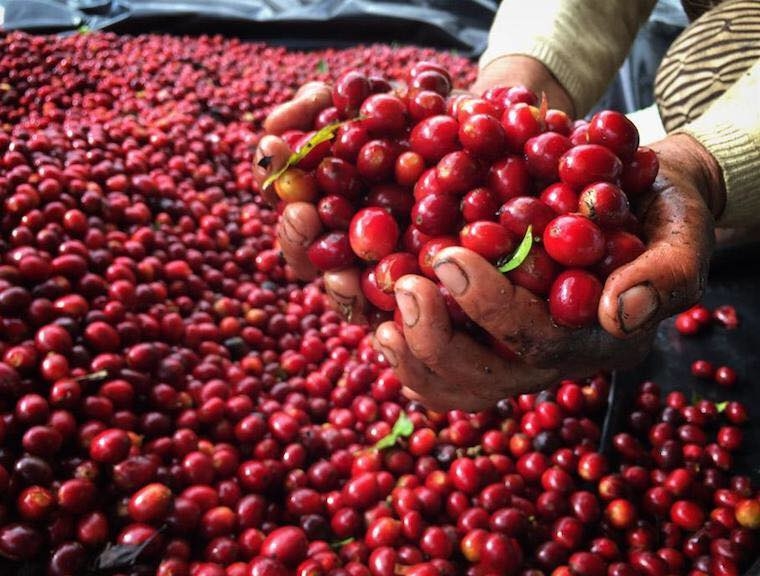 Cà phê hạt hữu cơ nguyên chất Robusta Culi Lâm Đồng | Vanbina coffee | Cafe Rang Mộc gói 250g