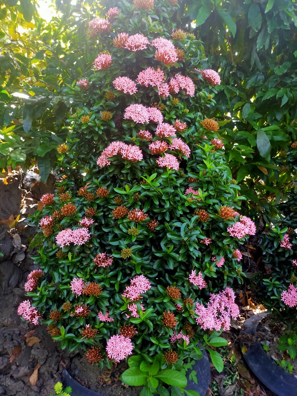 Cây Bông Trang Hồng Phấn