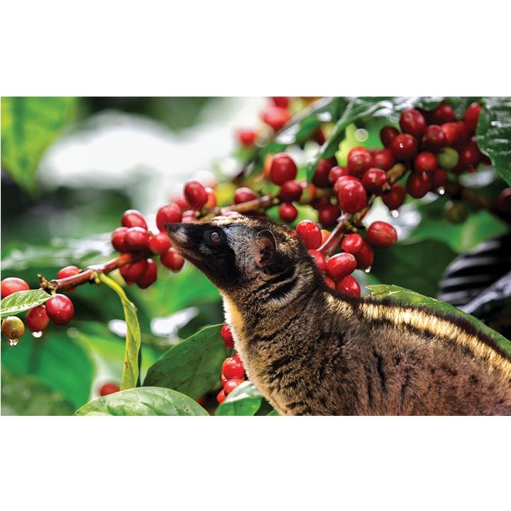 [Bộ 5] Cà phê chồn Kopi Luwak - Rang xay nguyên chất - Thức uống thượng hạng - Độc , Lạ - Dương cafe 200 gr/hộp