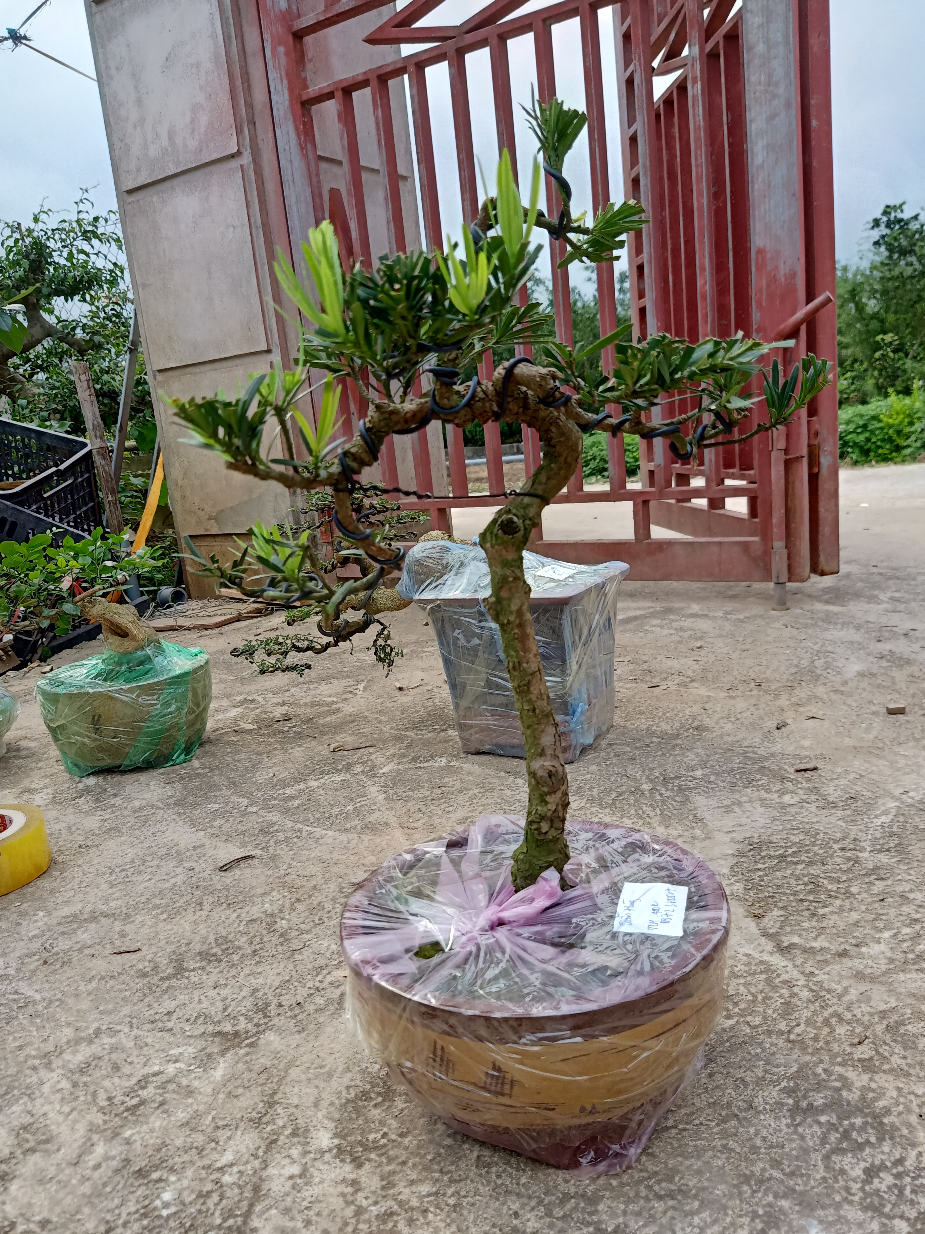 cây ổi bonsai - P651297 | Sàn thương mại điện tử của khách hàng Viettelpost