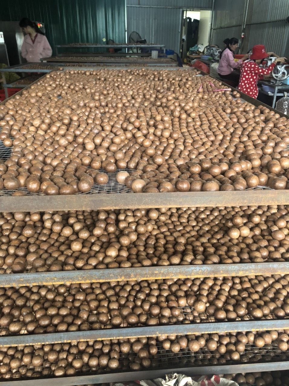 Hạt Macca Thịnh Phát (túi 500gr) - Đắk Nông