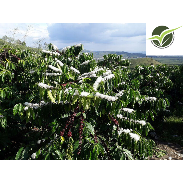 Cà phê hạt hữu cơ nguyên chất Robusta Culi Lâm Đồng | Vanbina coffee | Cafe Rang Mộc gói 250g