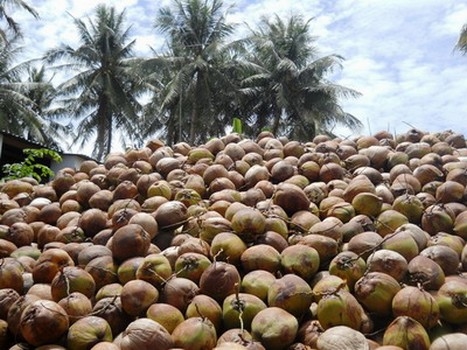 Trái dừa khô bến tre trái lớn trên 1kg