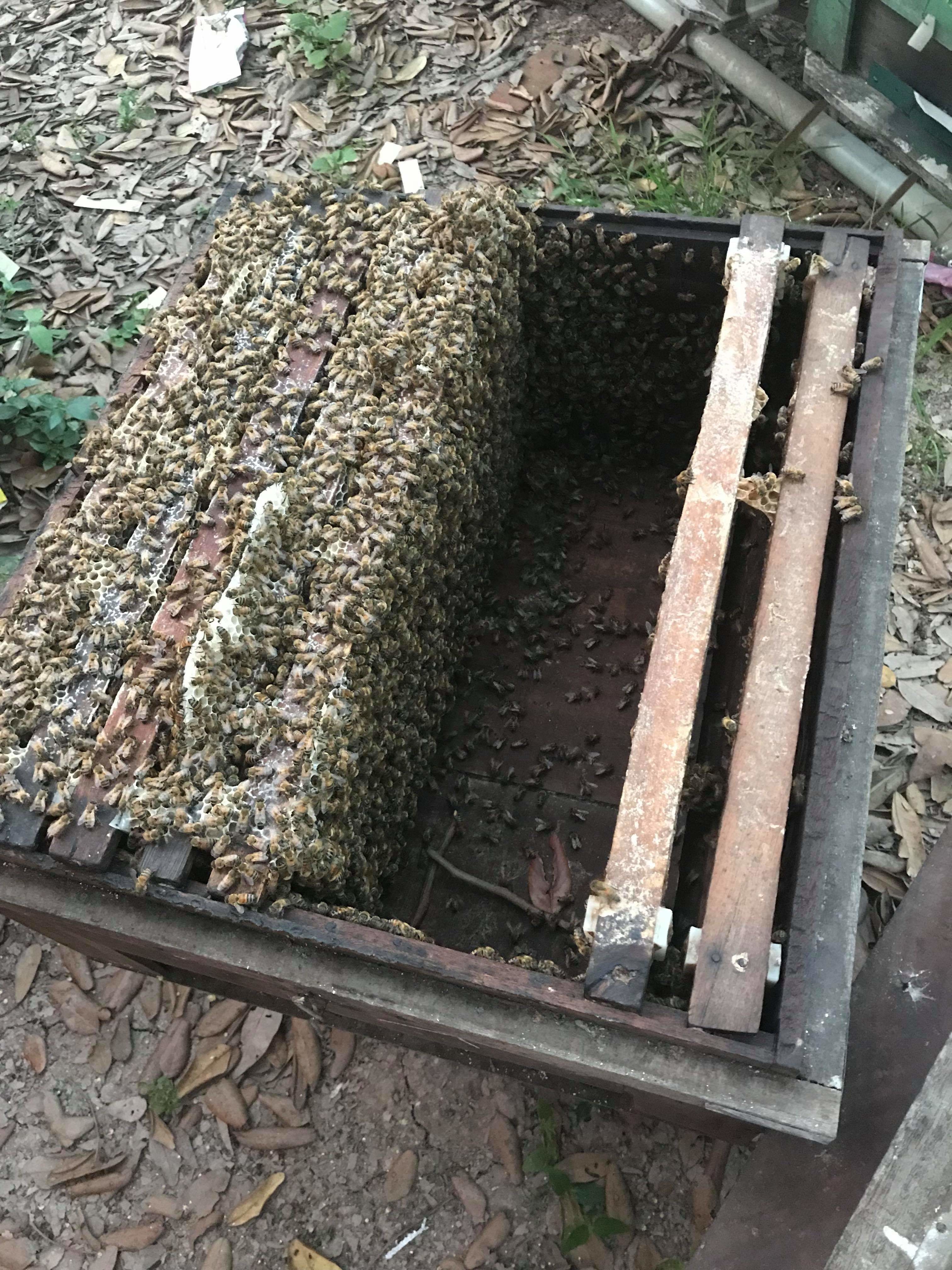 Mật ong nguyên chất ngọc trai