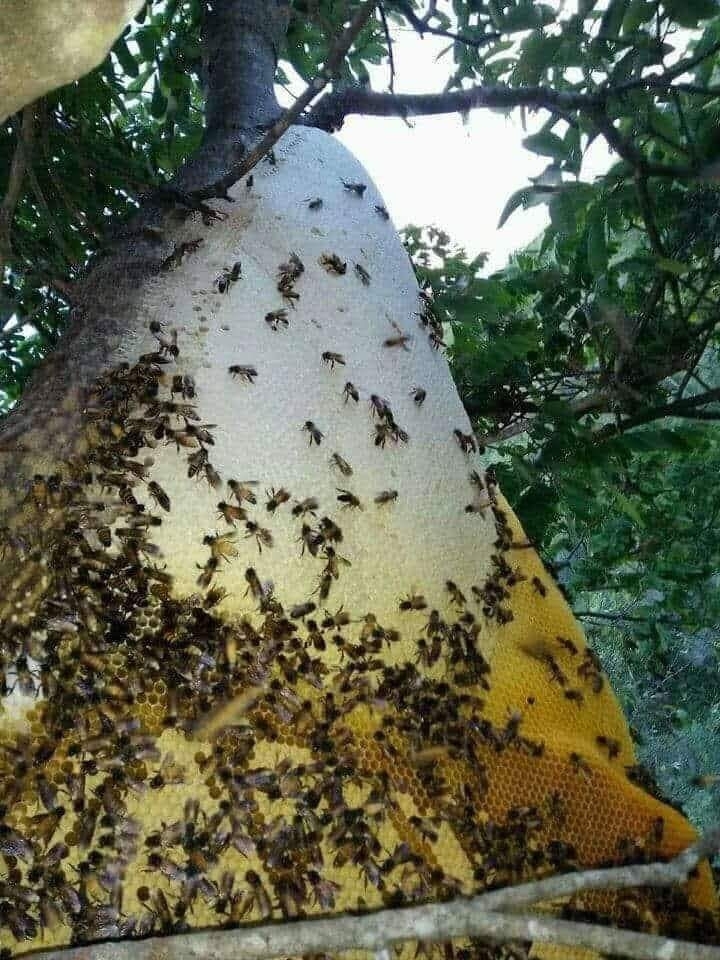 Mật ong nguyên chất