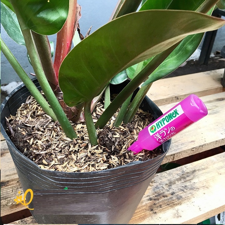 Hộp 10 ống phân bón dinh dưỡng Hyponex Ampule For Orchid  dạng ống cắm trực tiếp chuyên dùng cho hoa Phong lan.