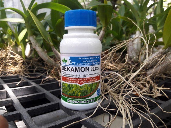 DEKAMON-Điều hòa sinh trưởng cho cây chai 100ml
