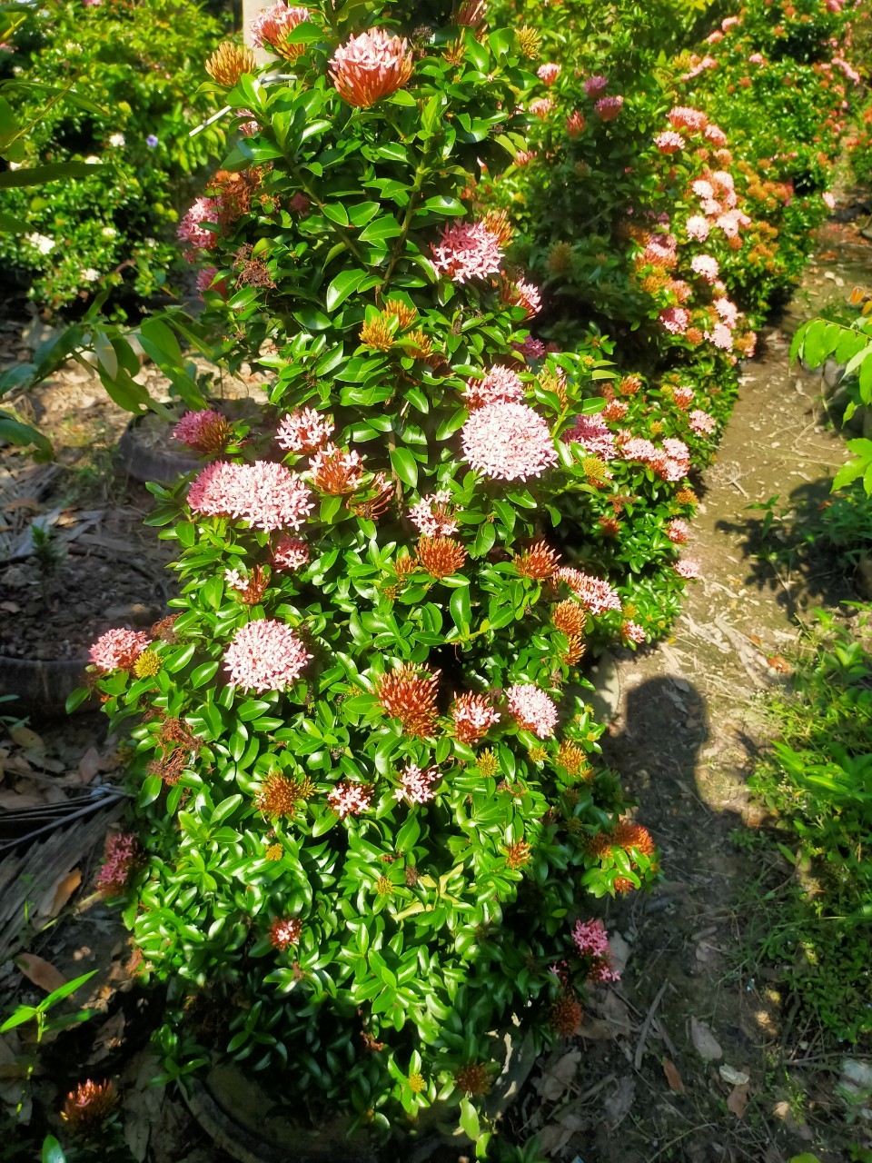 Cây Bông Trang Hồng Phấn